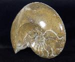 Manticoceras cf. intumescens (BEYRICH 1837) - Bild &copy; FossNet FossilienStore
